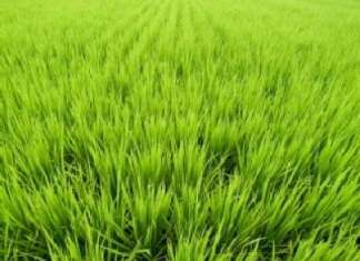 ADS scoate la vânzare acţiuni Agro-Dăneasa
