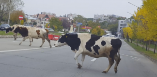 Ecarisajul va gestiona și alte animale, Apostoliceanu – director