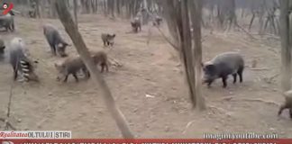 Animalele sălbatice îi lasă fără culturi, ministerul fără despăgubiri