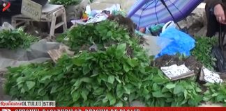 Sezonul răsadurilor, deschis de ploaie. Vânzările au scăzut din cauza vremii