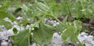 Oltul, sub furia naturii. Ploi și grindină în cea mai mare parte din județ