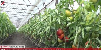 Coadă la Direcția Agricolă Olt. Fermierii îşi vor banii pentru roşii