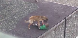 Un copil, ATACAT de câini în fața blocului