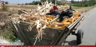 Lucrările agricole sunt în toi