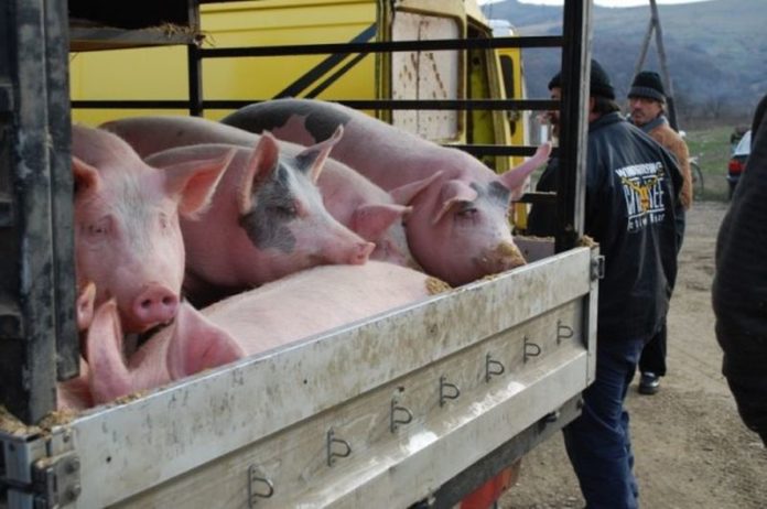 porc_trichinela