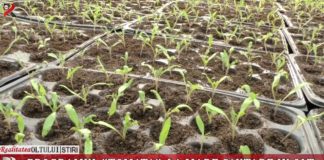 Programul ”Tomata”, la mare căutare în Olt
