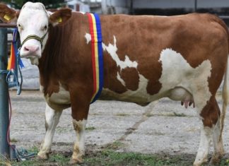 Creșterea efectivelor de taurine susținută de parlamentarii olteni, aprobată de Senat