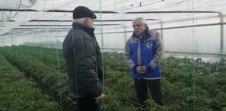 Petre Daea, la Izbiceni, pe urmele culturilor de roşii distruse