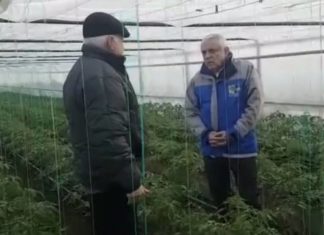 Petre Daea, la Izbiceni, pe urmele culturilor de roşii distruse