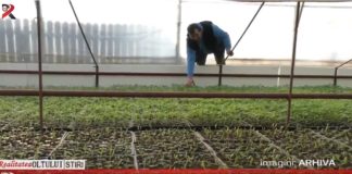 Legumicultorii olteni, verificați de angajații Direcției Agricole