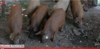 Oltenii puseră mâna pe purceii lui Daea