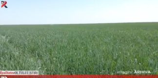 Ploile, o binecuvântare pentru culturile agricole