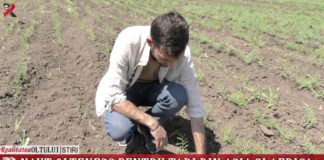Năut oltenesc pentru țări din Asia și Africa