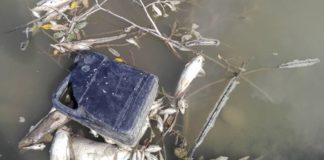 Sute de pești morți într-un râu! S-a demarat anchetă