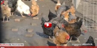 Gripa aviară și pesta porcină pun autoritățile în alertă