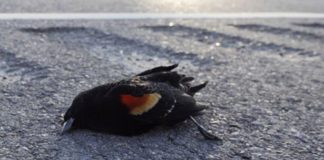 Sute de păsări moarte! Au mâncat otravă pentru șobolani