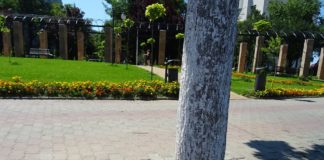 Sisteme de protecție a pomilor, montate în Slatina