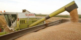 Recoltă mai mare de grâu în Olt: 6,5 t la hectar