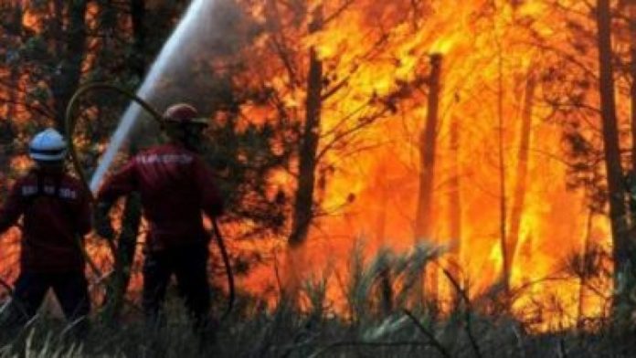 incendiu-in-huneadoara-intr-o-padure-de-mesteacan-si-pin-din-masivul-sureanu-126706