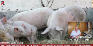 Autoritățile știu cine a adus pesta porcină africană în Olt