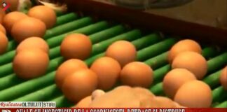 Ouăle cu insecticid de la Scornicești, retrase și distruse