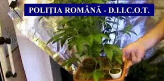 VIDEO/Cultură de cannabis în ghivece, într-o locuință din Caracal. 9 persoane audiate, 2 reținute