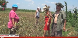 Oltenii reiau cultivarea usturoiului, încurajați de subvenție