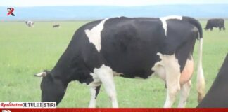 Bani de la stat pentru crescătorii de animale afectați de pandemie