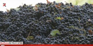 Proprietarii de viță de vie dau asigurări că vom avea vin suficient și de bună calitate