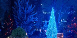 FOTO/ Magia Sărbătorilor a cuprins și orașul Corabia. Primăria a aprins iluminatul festiv