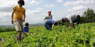 Se caută 100 de culegători de mazăre în Danemarca și 65 în Portugalia. Salariul poate ajunge până la 2500 euro brut/lună