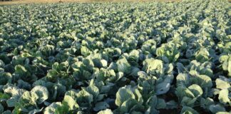 Varza „Licurișca” va fi prezentată la Congresul mondial de Horticultură. Soiul reabilitat poate fi introdus în viitor în producţie