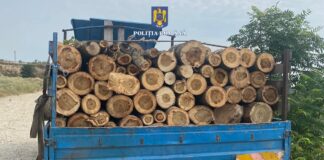 Transport de lemne fără documente, oprit de polițiști la Corabia