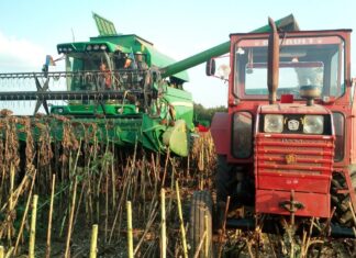 Producții mici în Olt la porumb și floarea-soarelui