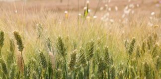 Fermierii din sectorul vegetal, așteptaț cu cereri pentru plățile compensatorii