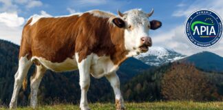 Crescătorii de bovine și bubaline, așteptați de astăzi cu cereri pentru ajutorul de stat
