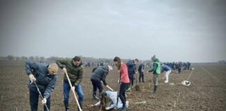 FOTO/ Peste o mie de voluntari au plantat la Caracal o pădure cu 38.000 de puieți. Deputatul Chesnoiu și primarul Doldurea au pus mâna la împădurire