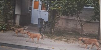 S-a reluat capturarea maidanezilor în Slatina