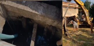 VIDEO/Misiune dificilă pentru pompieri de salvare a unui cal căzut într-un canal adânc de 2 m în Balș